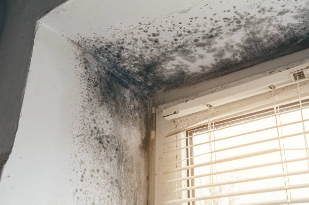 Affordable Mold Cleanup solutions in Odessa, TX